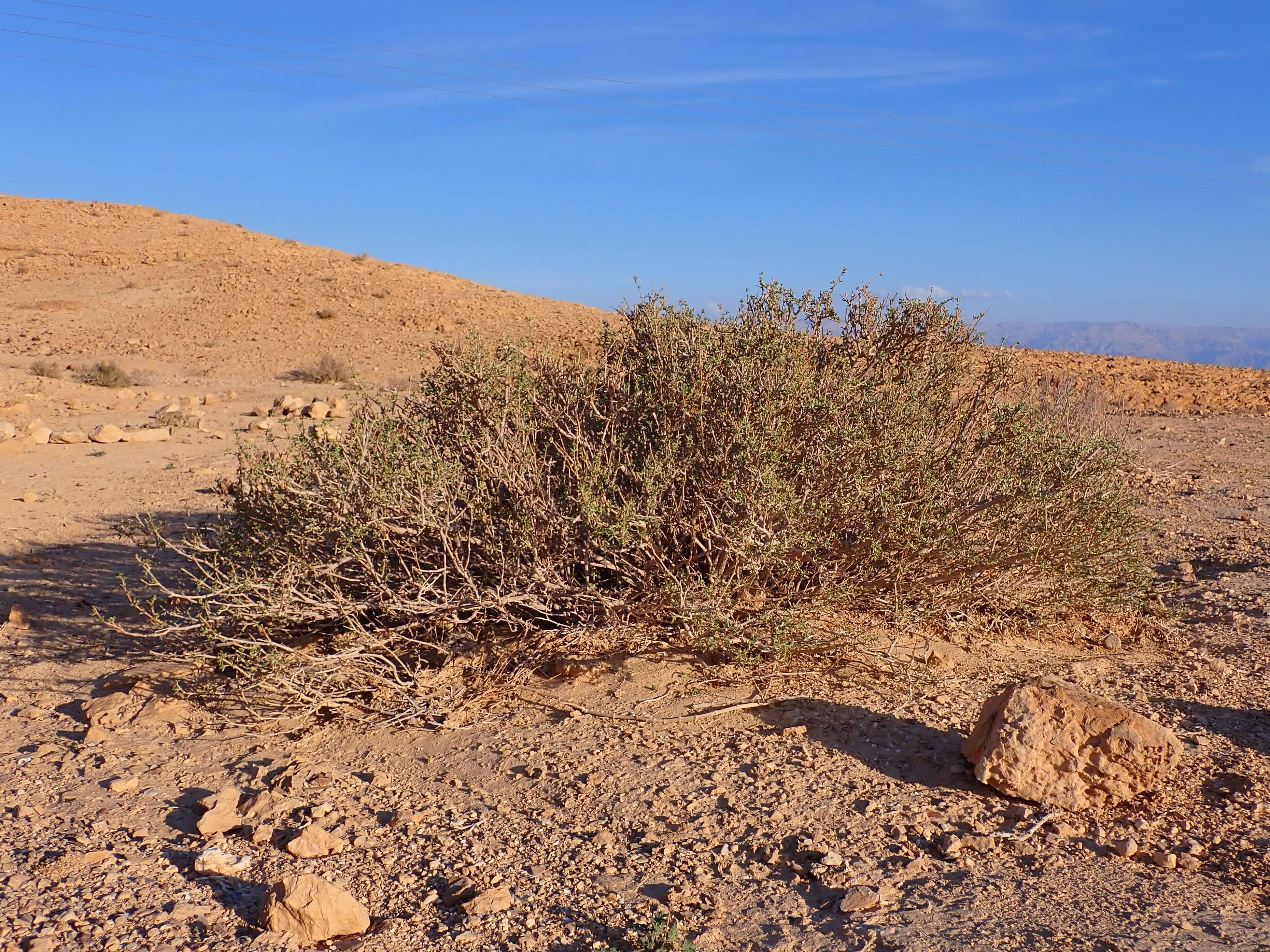 Image of Tetraena dumosa (Boiss.) Beier & Thulin