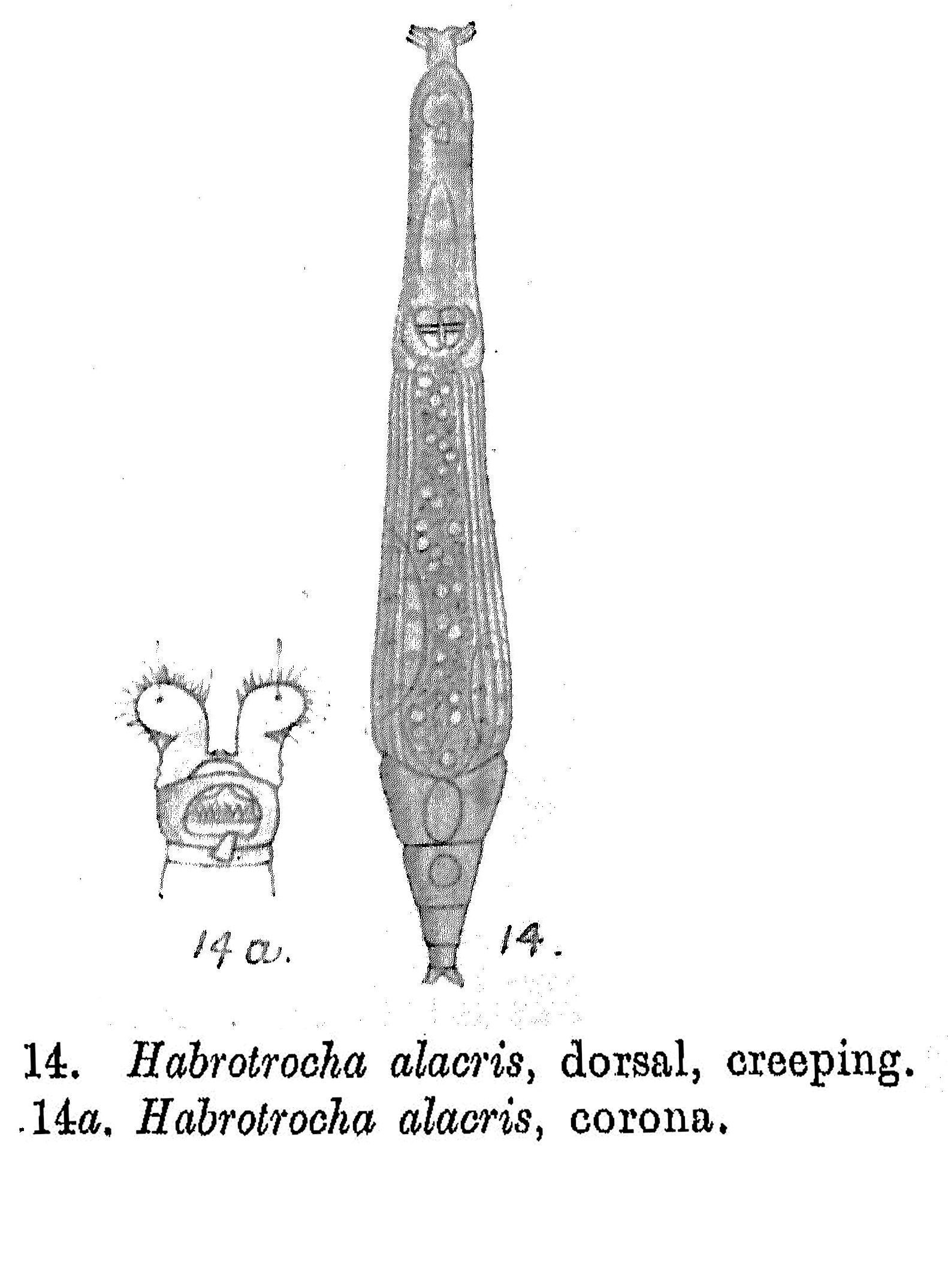 Image of Habrotrocha alacris Milne 1916