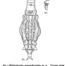 Image of Habrotrocha appendiculata Murray 1911