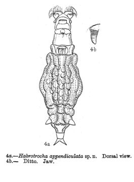 Image of Habrotrocha appendiculata Murray 1911