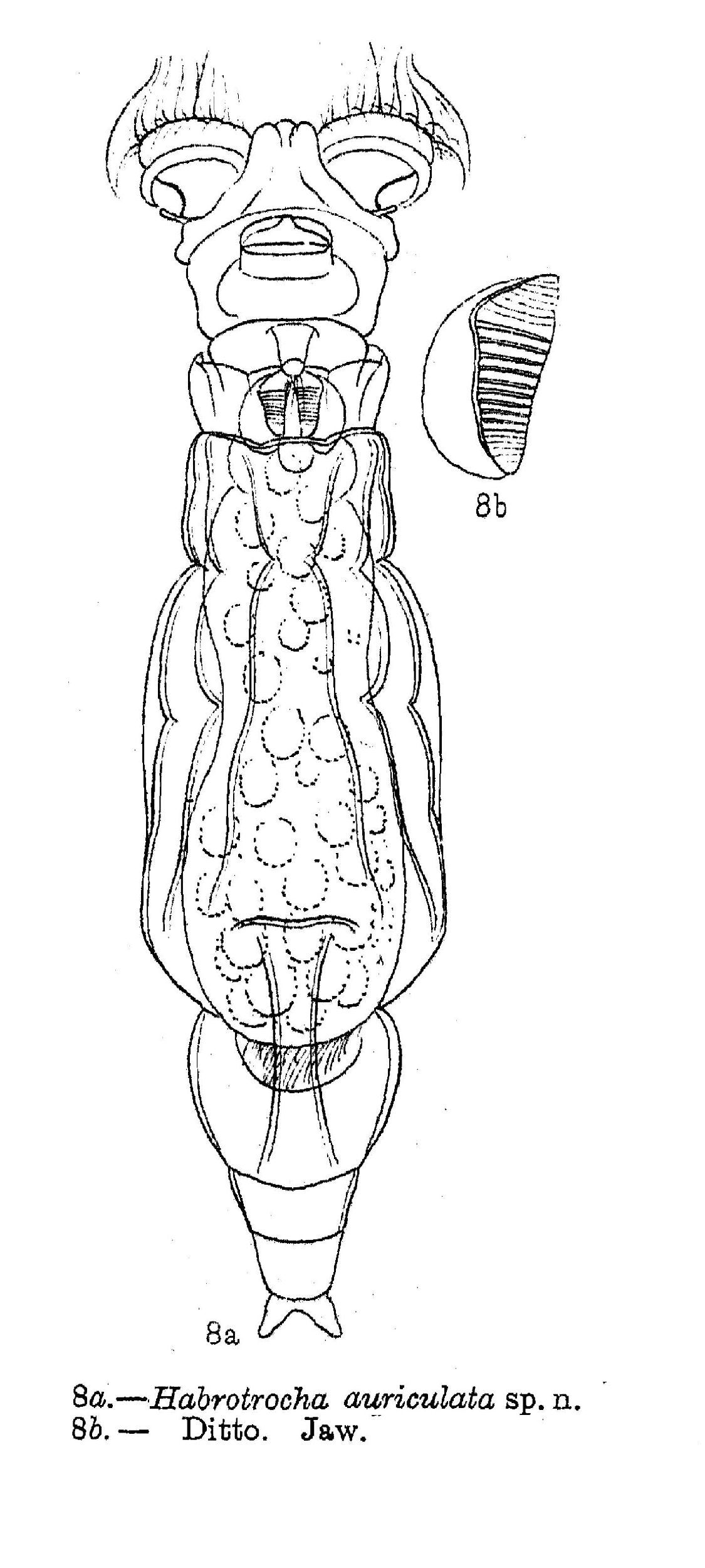 Image of Otostephanos auriculatus (Murray 1911)