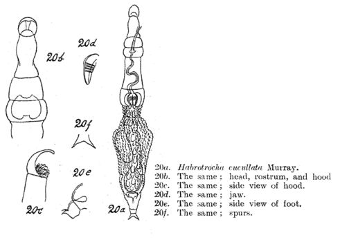 Image of Habrotrocha cucullata Murray 1911