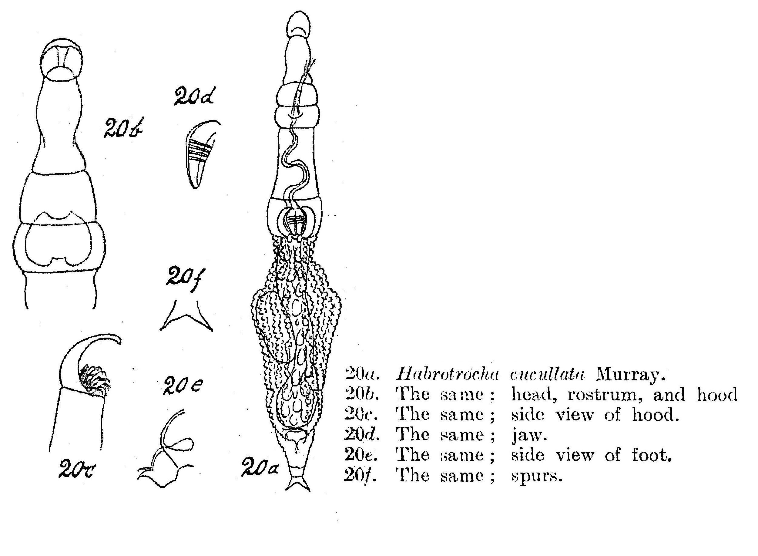 Image of Habrotrocha cucullata Murray 1911