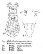Image of Habrotrocha cuneata Murray 1913