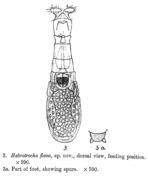 Image of Habrotrocha flava Bryce 1915