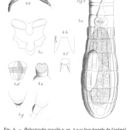 Image of Habrotrocha gracilis Montet 1915