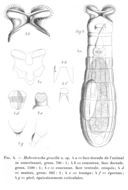 Image of Habrotrocha gracilis Montet 1915