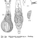 Image of Habrotrocha maculata Murray 1911
