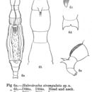 Image of Habrotrocha strangulata Murray 1911