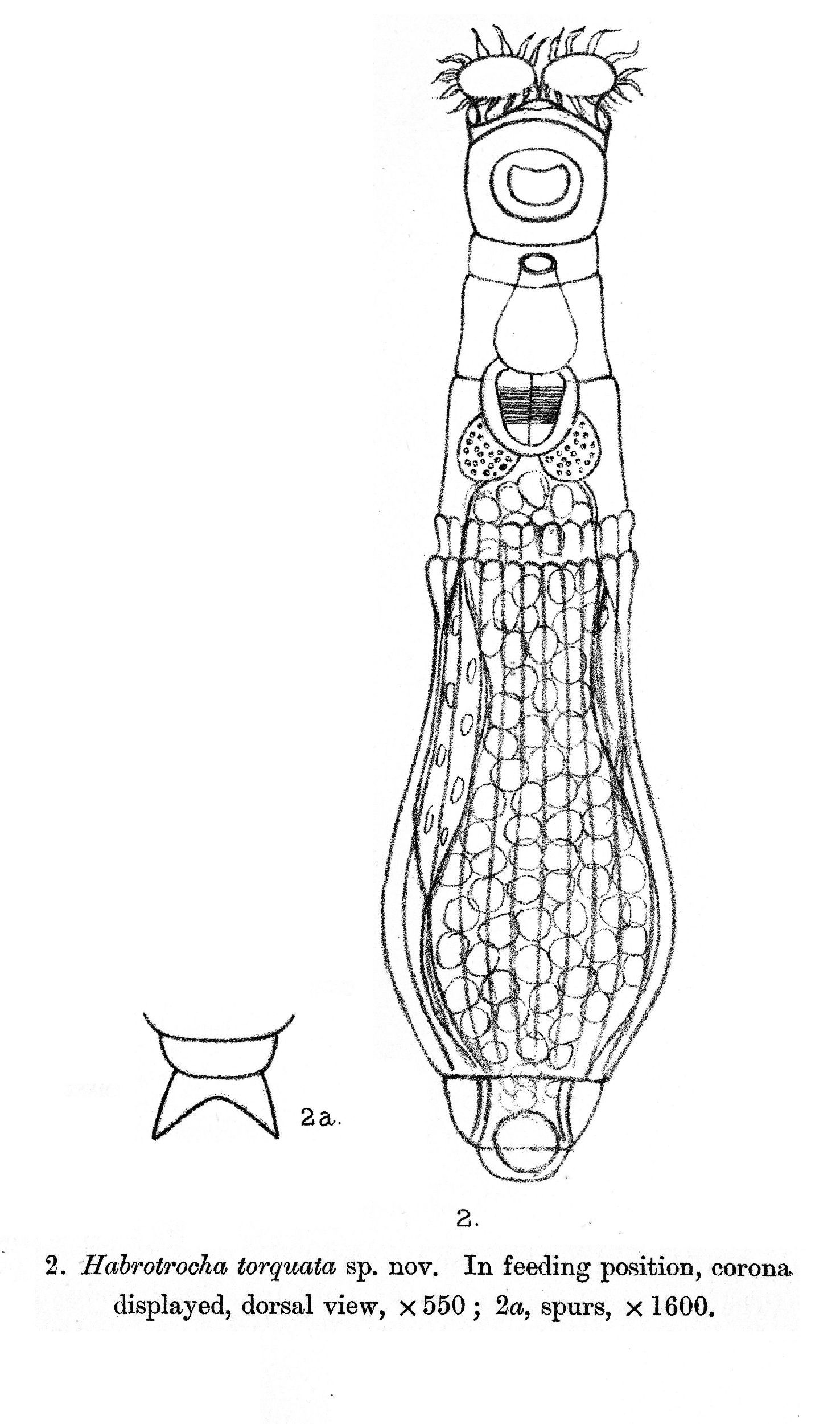 Image of Otostephanos torquatus (Bryce 1913)