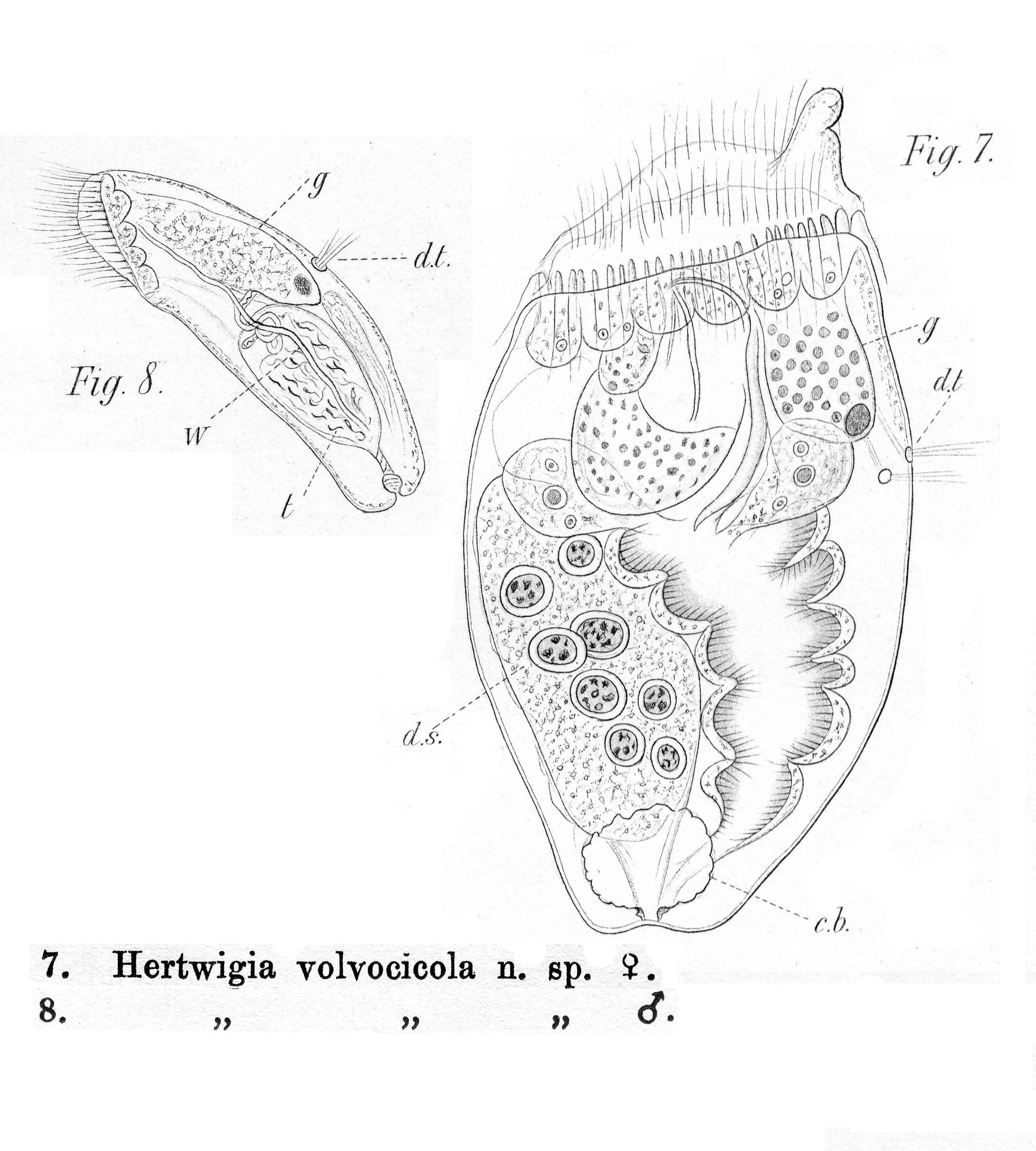 Image of Ascomorphella volvocicola (Plate 1886)