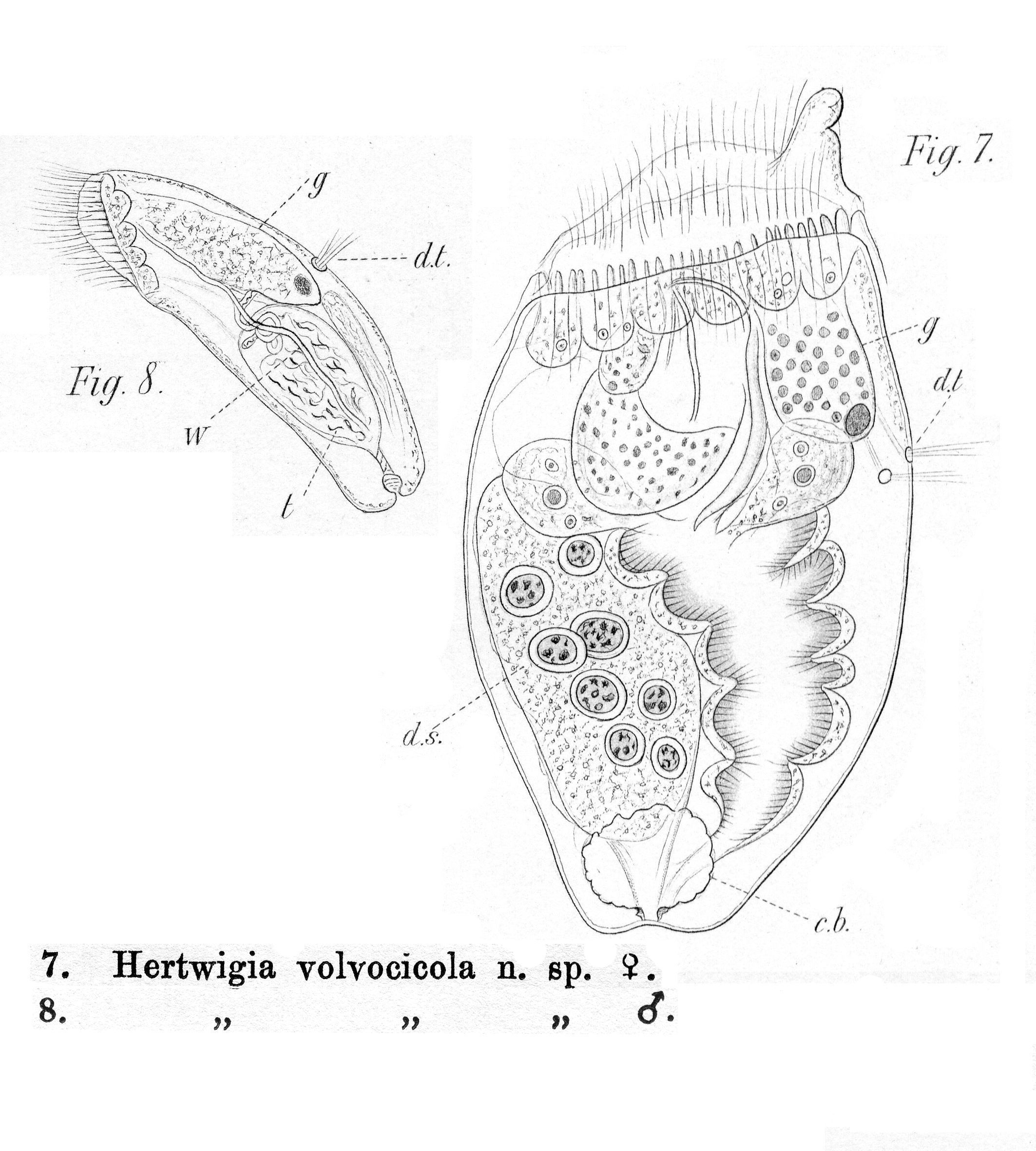 Image of Ascomorphella