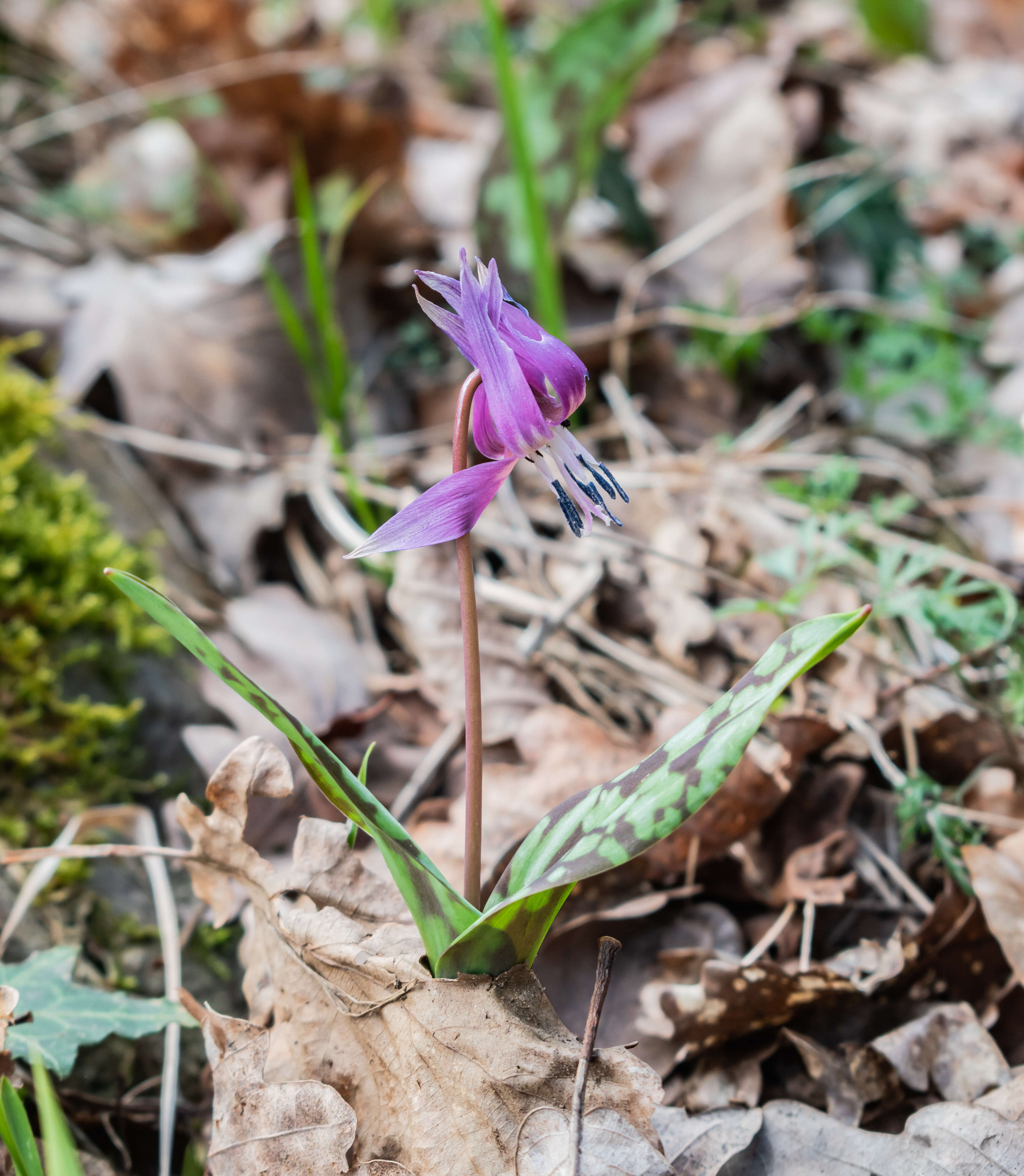 Image of Dog tooth lily