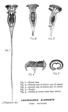 Image of Lacinularia elongata Shephard 1896