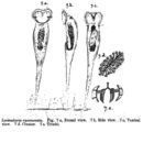 Image of <i>Lacinularia racemovata</i>