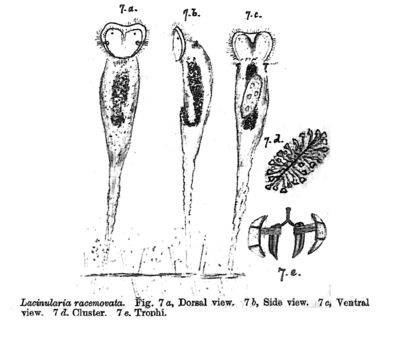 Image of <i>Lacinularia racemovata</i>