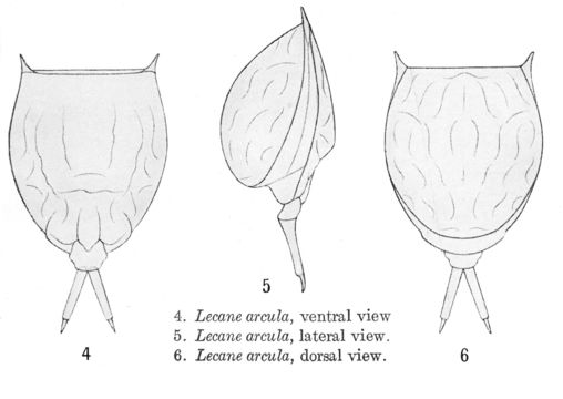 Image of <i>Lecane arcula</i>