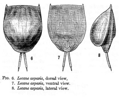 Image of Lecane aspasia Myers 1917