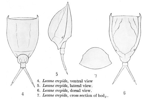 Image of <i>Lecane crepida</i>