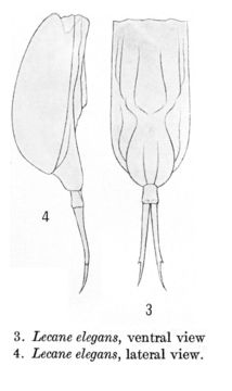 Image of Lecane elegans Harring 1914