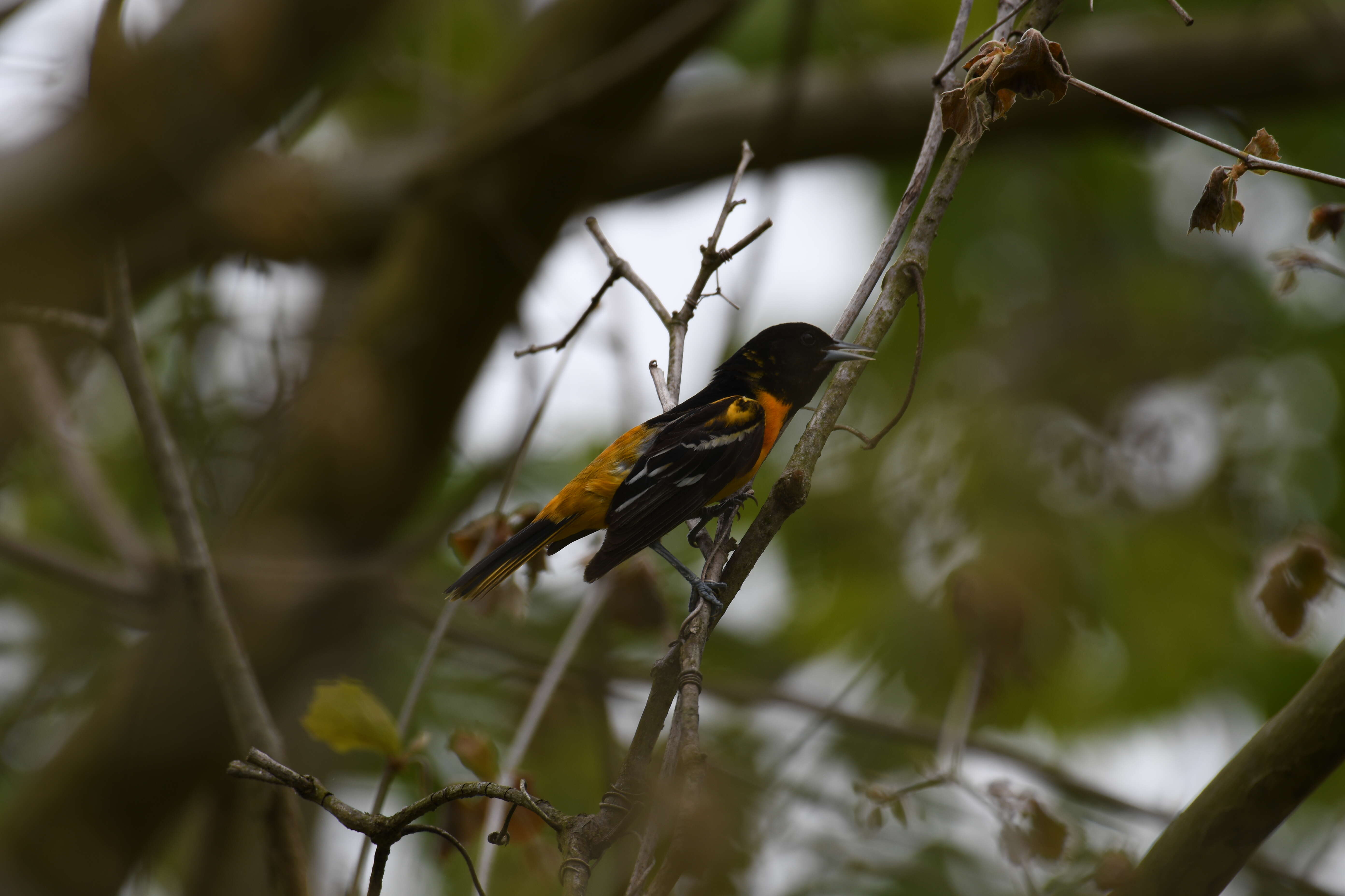 Image of Baltimore Oriole