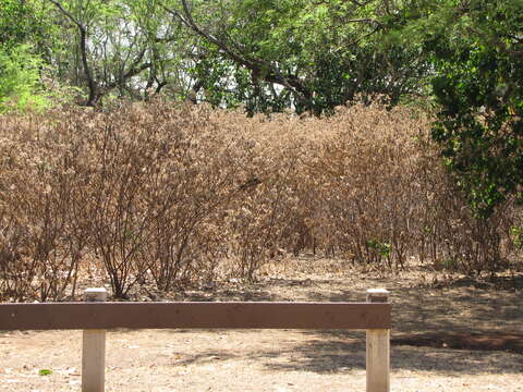 Pluchea carolinensis (Jacq.) G. Don resmi