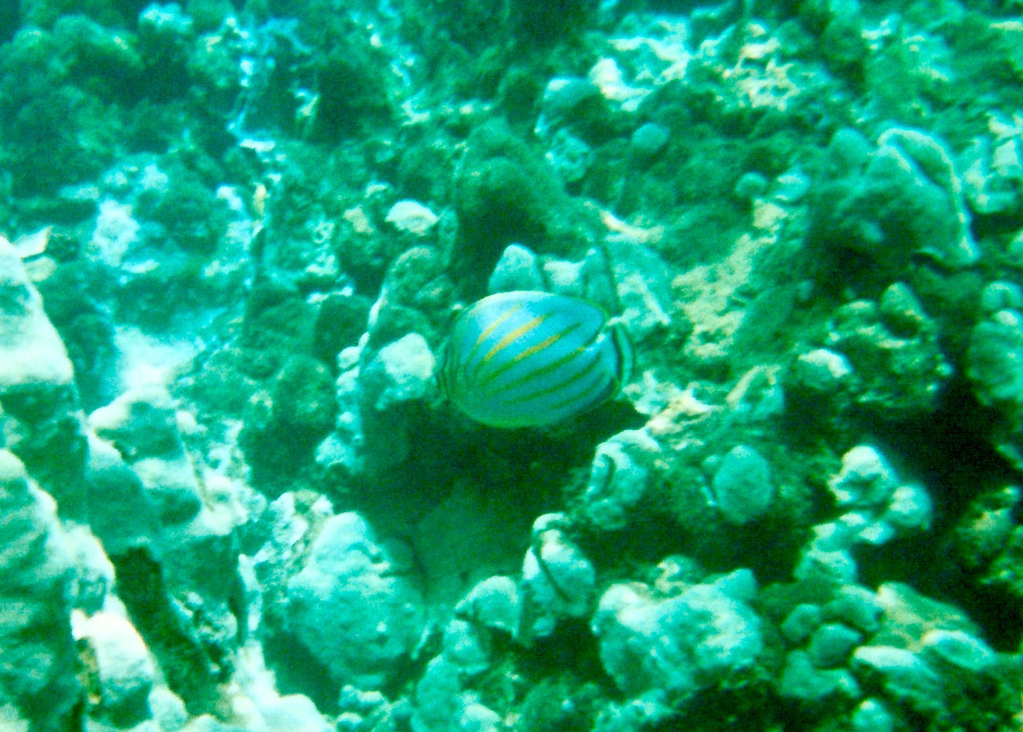 Image of Clown Butterflyfish