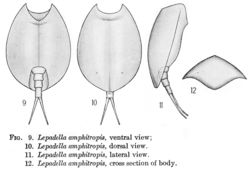 Image of Lepadella (Lepadella) amphitropis Harring 1916