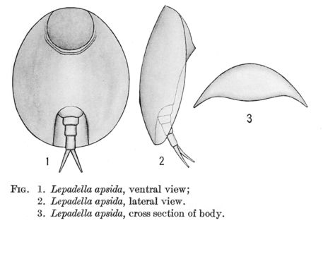 Image of Lepadella (Lepadella) apsida Harring 1916