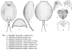 Image of Lepadella (Lepadella) benjamini Harring 1916