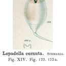Image of Lepadella (Lepadella) cornuta Koste & Shiel 1989