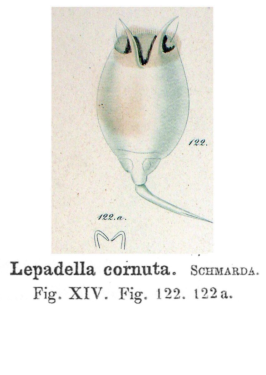 Image of Lepadella (Lepadella) cornuta Koste & Shiel 1989