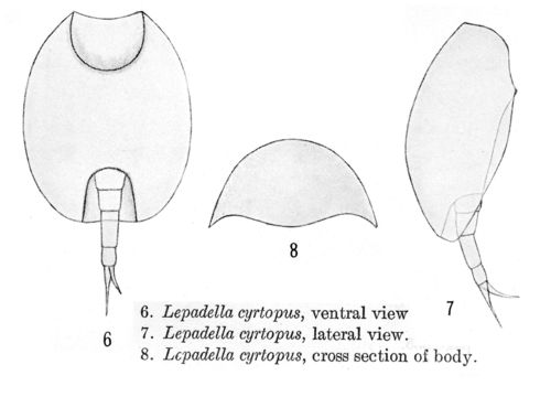 Слика од Lepadella (Heterolepadella) cyrtopus Harring 1914