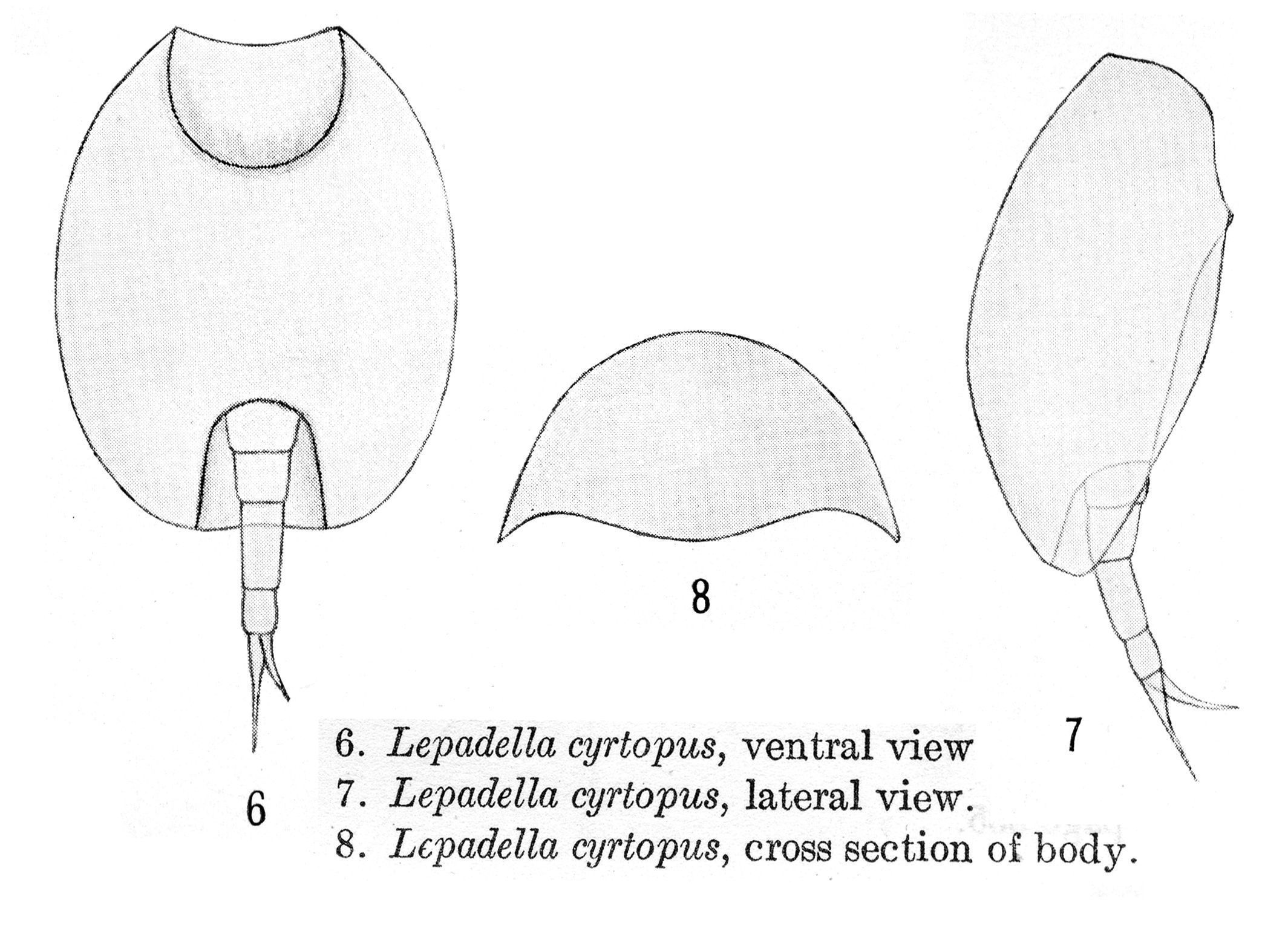 Image of Lepadella (Heterolepadella) cyrtopus Harring 1914