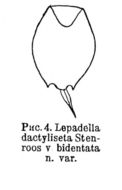 Imagem de Lepadella (Lepadella) bidentata Voronkov 1913