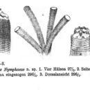 Image of Limnias nymphaea Stenroos 1898