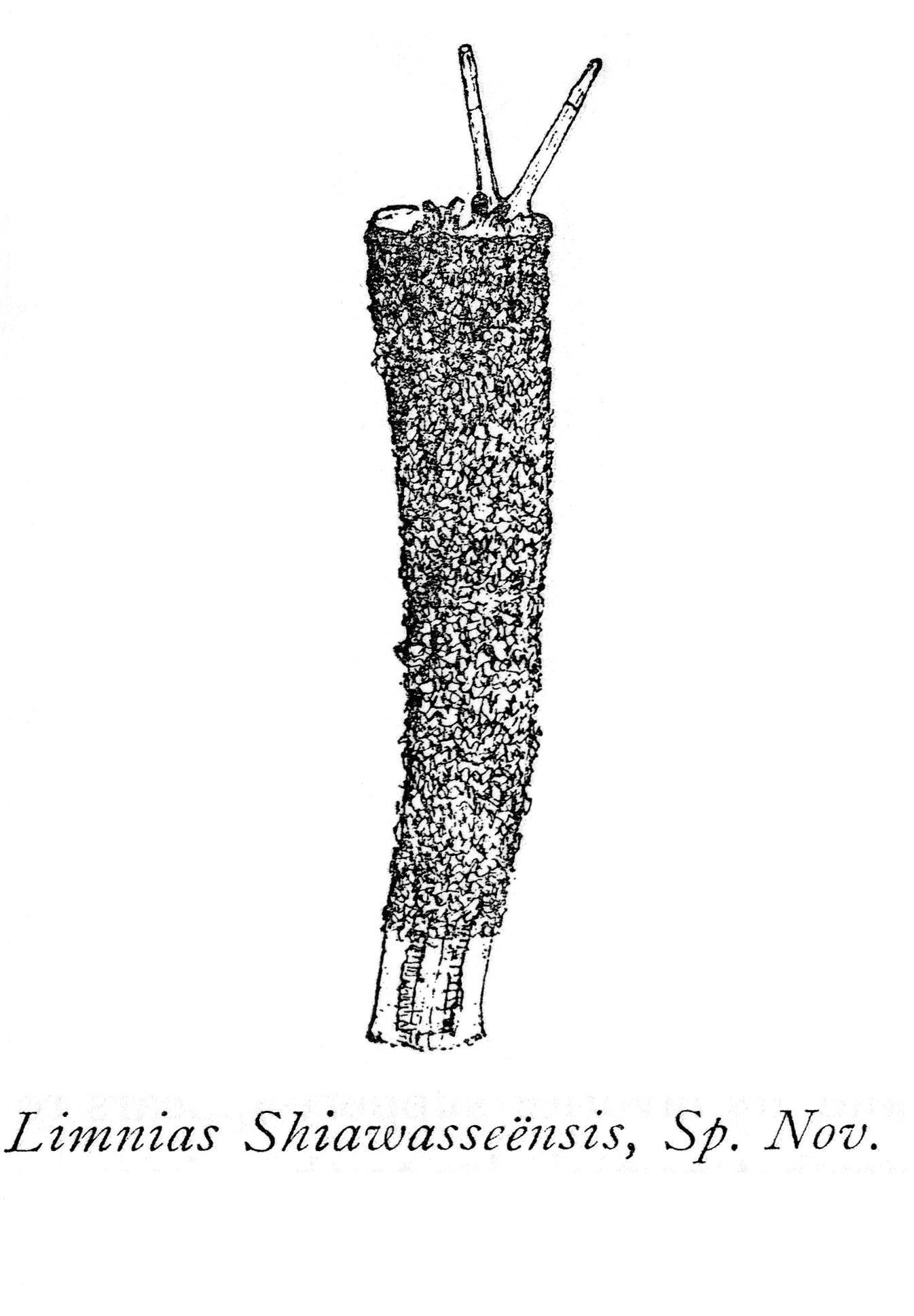 Image of Limnias shiawasseensis Kellicott 1888
