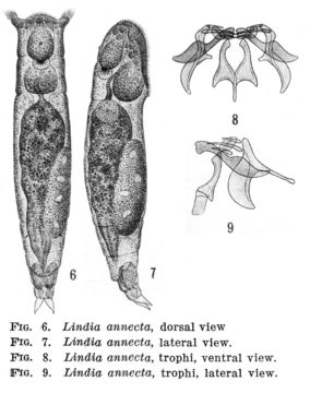 Image of Lindia (Lindia) annecta Harring & Myers 1922