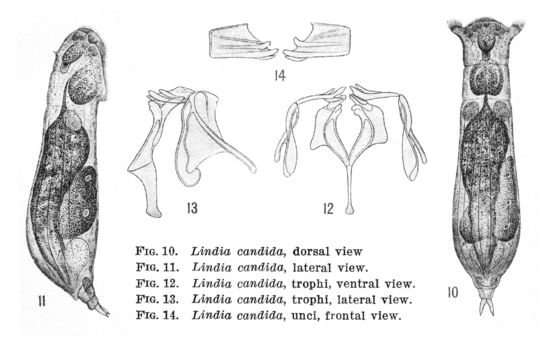 Image of Lindia (Lindia) candida Harring & Myers 1922