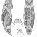 Image of Lindia (Lindia) fulva Harring & Myers 1922