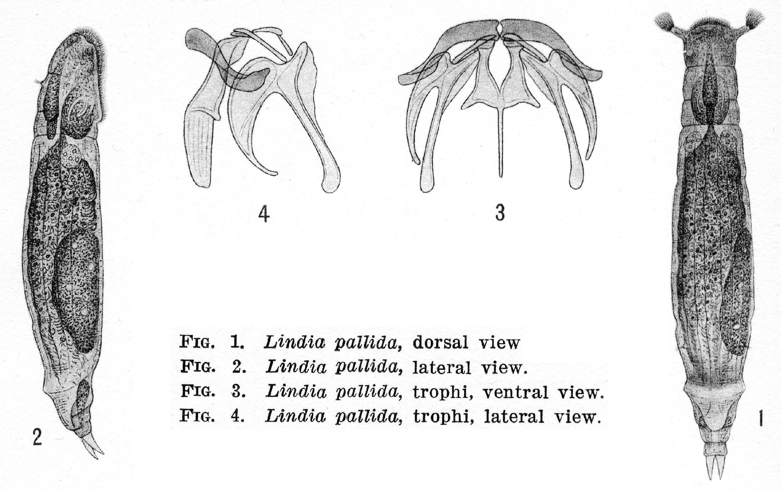 Image of Lindia (Lindia) pallida Harring & Myers 1922