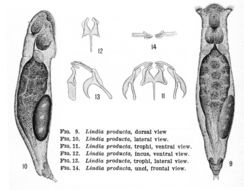 Image of Lindia (Lindia) producta Harring & Myers 1922