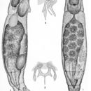 Image of Lindia (Halolindia) tecusa Harring & Myers 1922