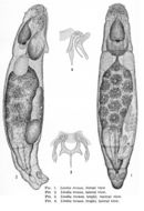 Image of Lindia (Halolindia) tecusa Harring & Myers 1922