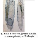 Image of Lindia (Lindia) torulosa Dujardin 1841