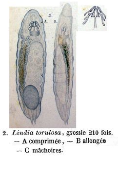 Image of Lindia (Lindia) torulosa Dujardin 1841