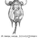 Image of Squatinella rostrum (Schmarda 1846)