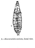 Image of Macrotrachela aculeata Milne 1886