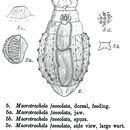 Image of Macrotrachela faveolata Milne 1916