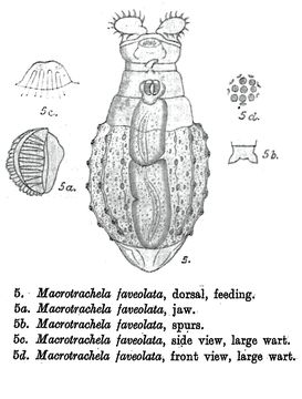 Image of Macrotrachela faveolata Milne 1916